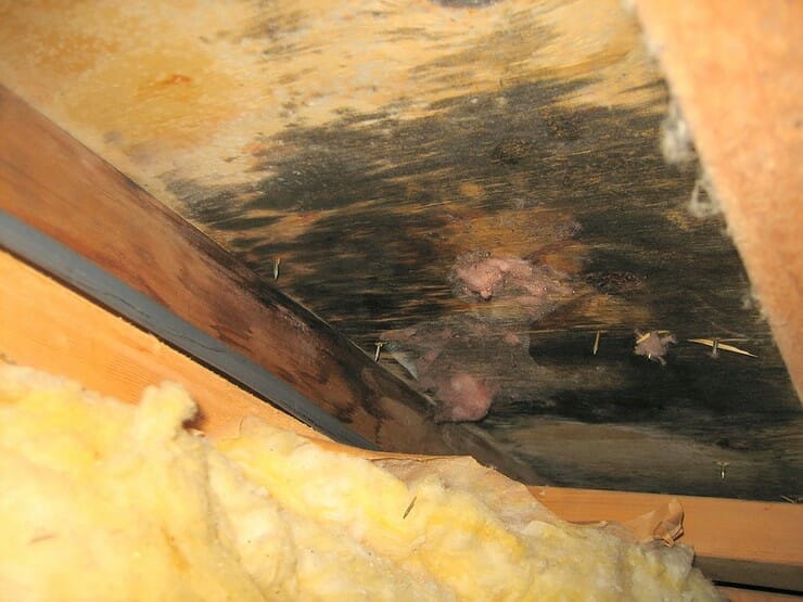 Moisture in Attic Spaces: What Causes it and How to Eliminate It