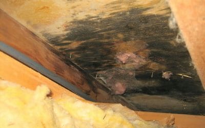 Moisture in Attic Spaces: What Causes it and How to Eliminate It